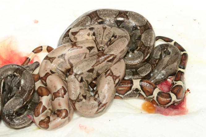 hypo