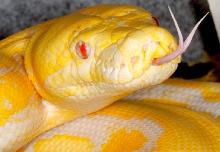 Python reticulatus