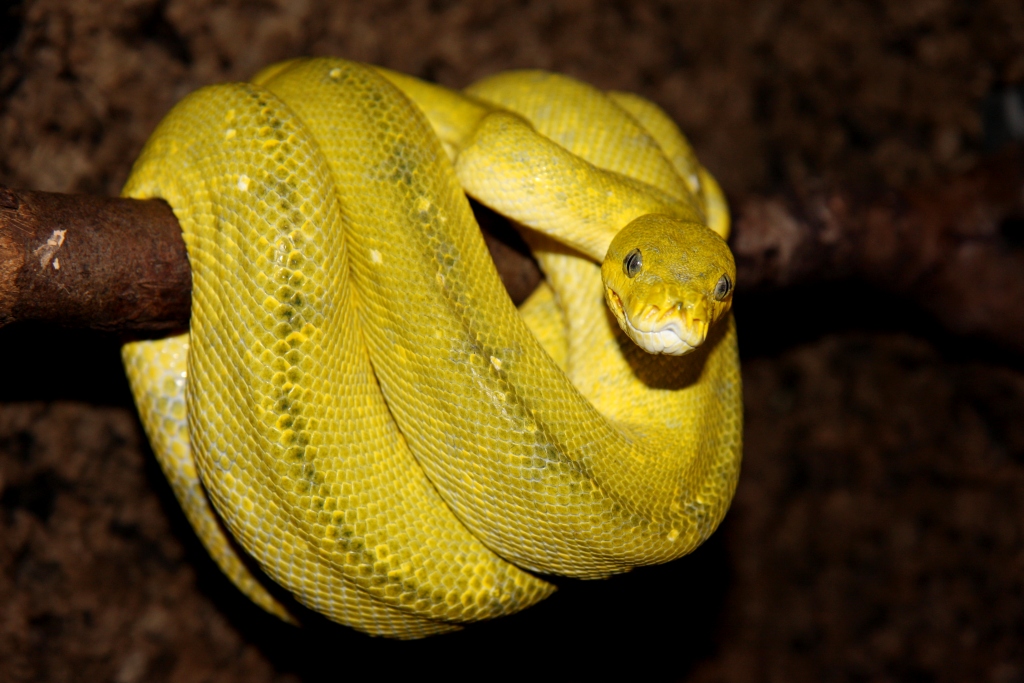 Morelia viridis Mustard