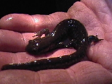 Blue-Spotted sal.