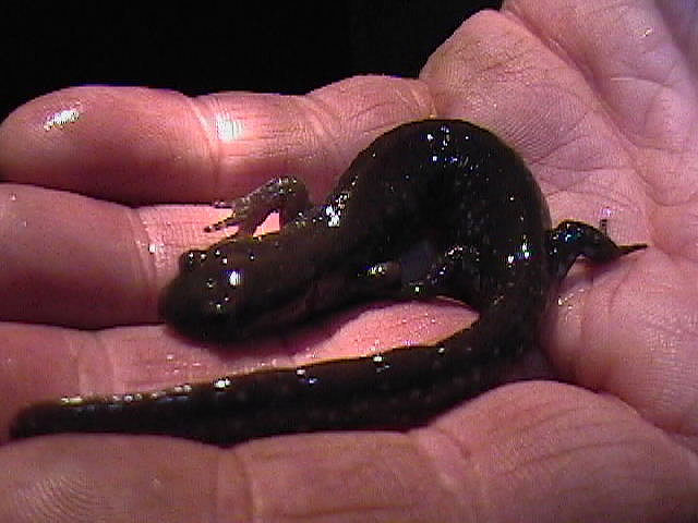 Blue-Spotted sal.