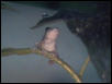 Gray Treef froglet