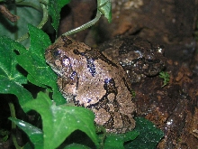Gray pair