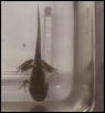 H. versicolor morph