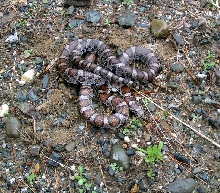 Eastern Milk  Snake