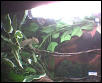 Cornsnake Picture