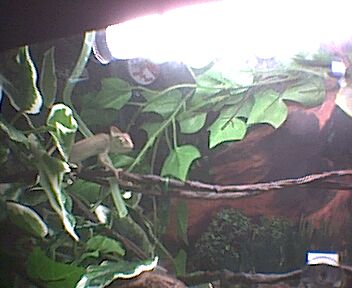 Cornsnake Picture
