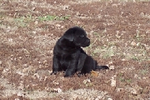 Black Labrador Puppy