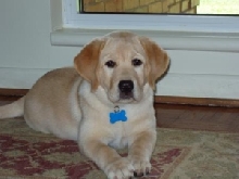 Yellow labrador puppy
