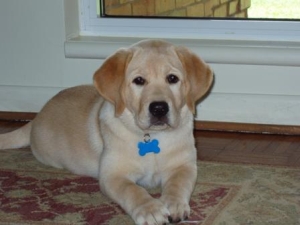 Yellow labrador puppy