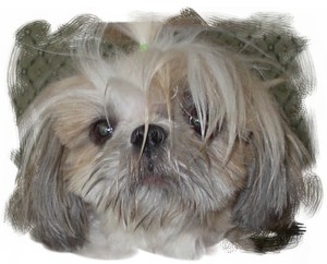Bhreagh Bad hair day