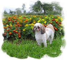 Beinn in Marigolds