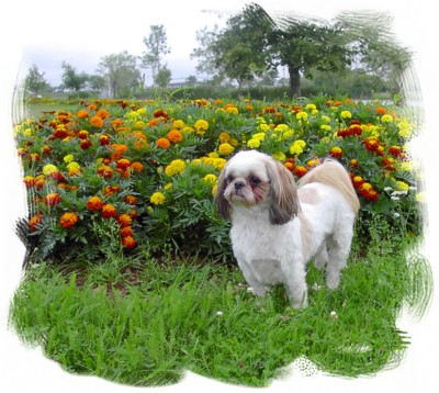Beinn in Marigolds