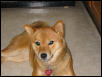 Kimiko at 9 months
