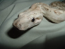My newest snake - Escher - a Hog Island Boa Male 3 yrs old