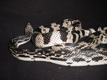 Female Northern Pine