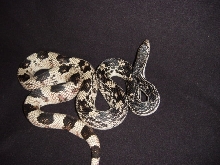 Second female Northern poss. het albino