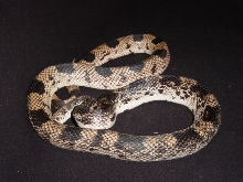 Male Northern Pine