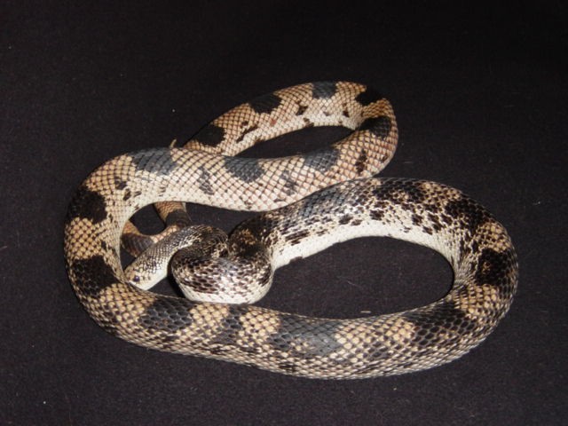 Male Northern Pine