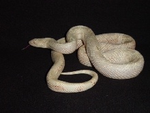 Male Albino Northern Pine