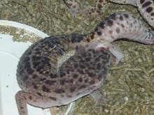 leopard gecko male after mating