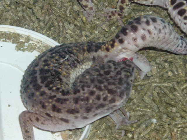 leopard gecko male after mating