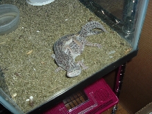 mating mating