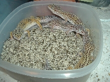 some of my 2004 leopard geckos breeder females in the hide/egg laying box