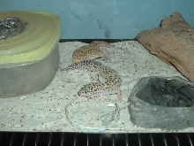 tremper male and one breeder female