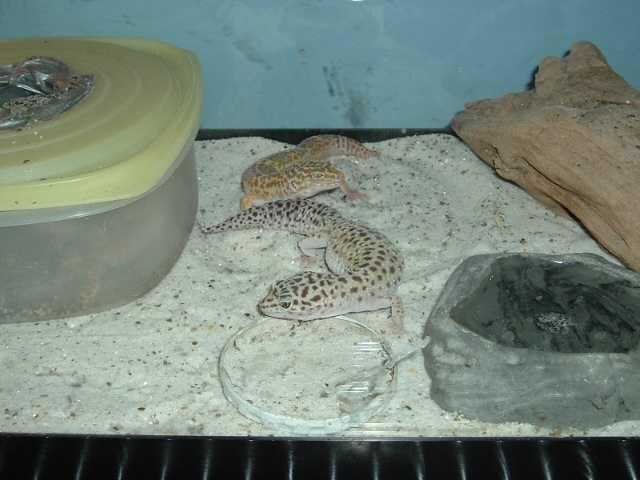 tremper male and one breeder female