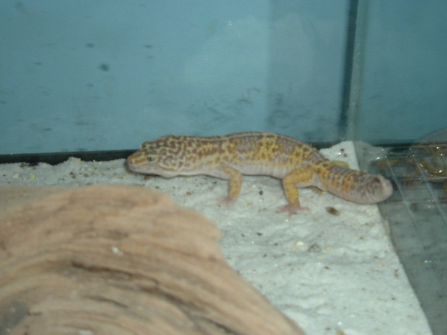 tremper albino male R.I.P