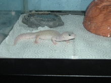 my blizzard lizard leopard gecko