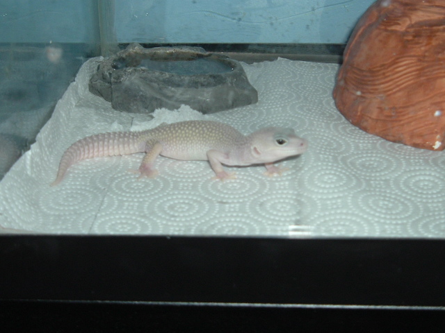 my blizzard lizard leopard gecko