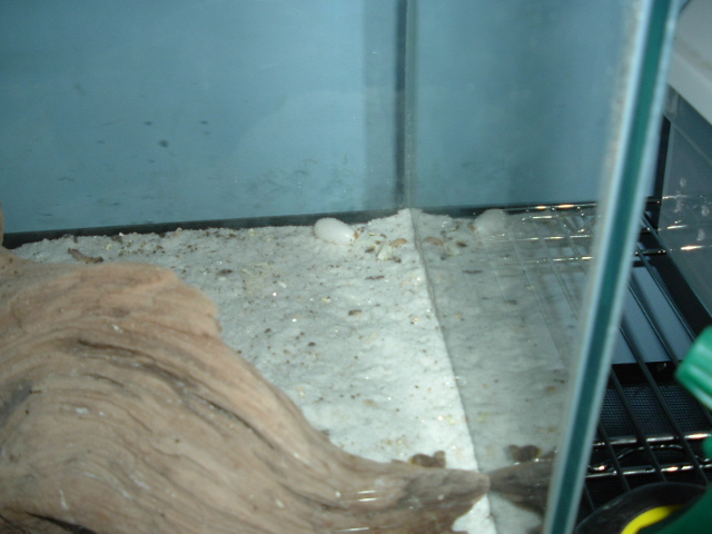 First eggs of the 2004 season