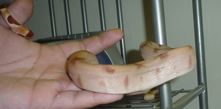 eyeballs litter