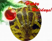 2006 Christmas card