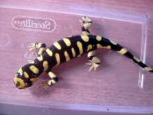 A. tigrinum mavortium #1