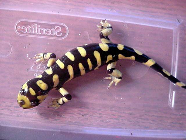 A. tigrinum mavortium #1