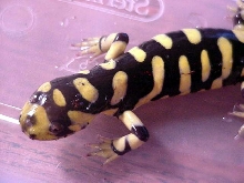 Even closer pic of A. t. mavortium #1