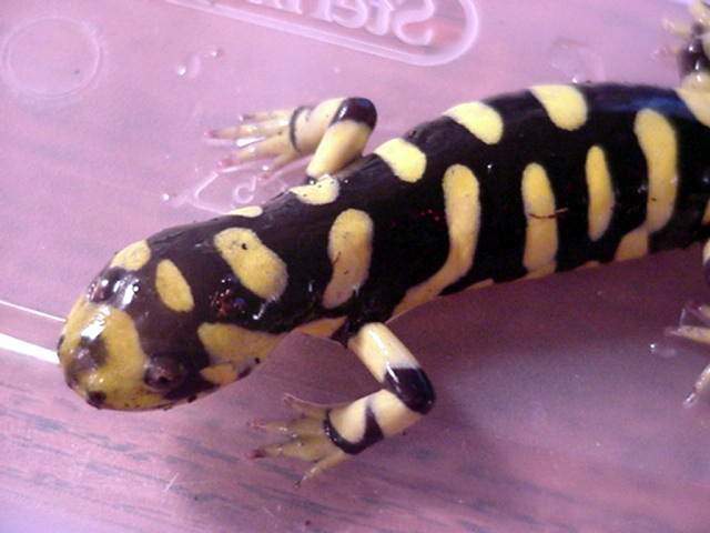 Even closer pic of A. t. mavortium #1
