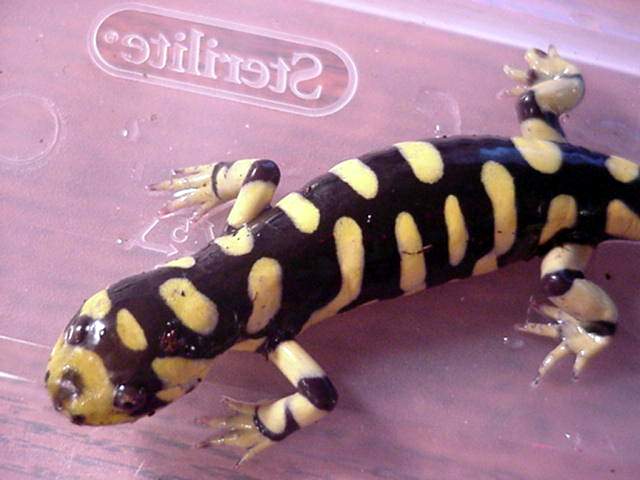 Close up of A. t. mavortium #1