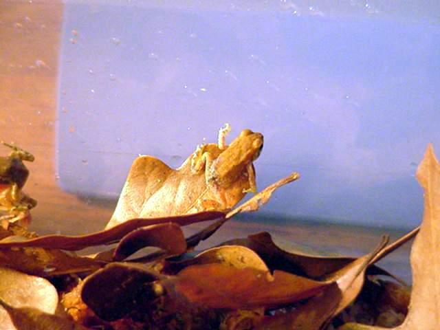 Baby orange toads