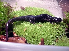 Plethodon g. glutinosus