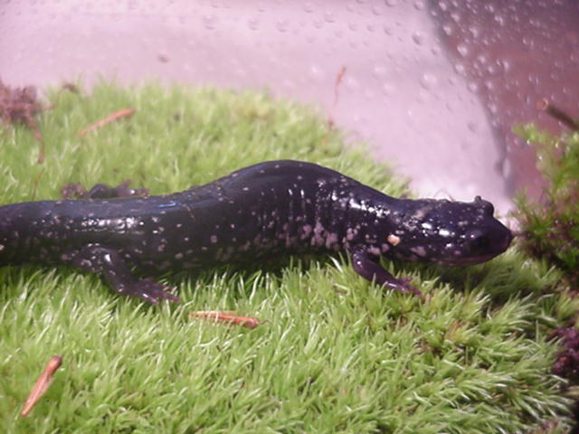 Closer pic of P. g. glutinosus