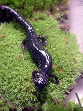 Another view of P. g. glutinosus