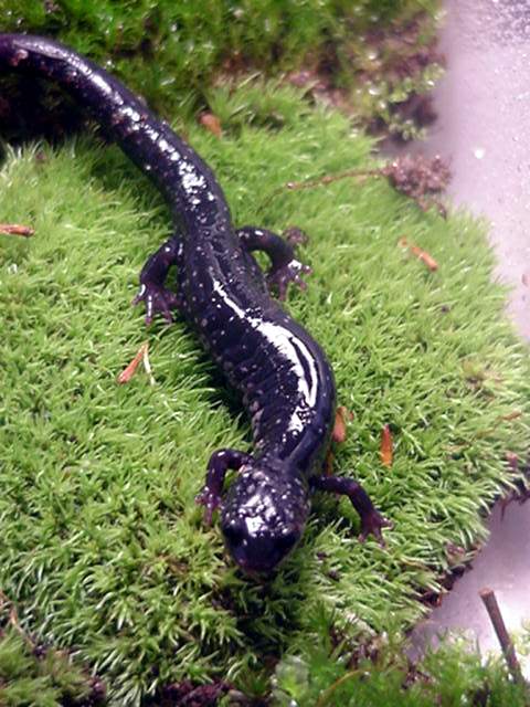 Another view of P. g. glutinosus