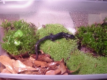 Overall view of P. g. glutinosus