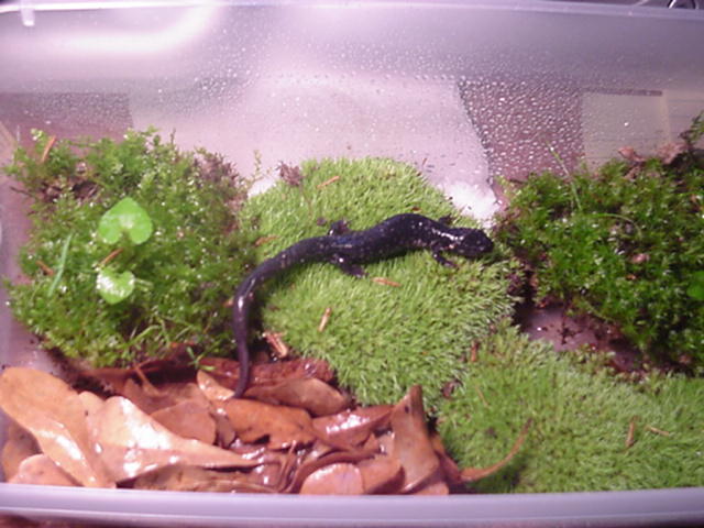 Overall view of P. g. glutinosus