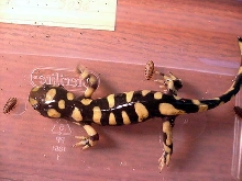 A. t. mavortium #2