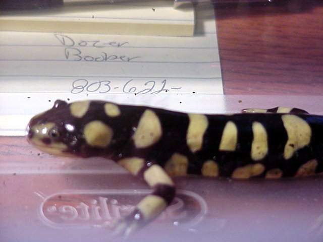 A. t. mavortium #2 again